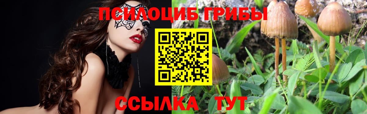 Галлюциногенные грибы Psilocybe  Вход с VPN  Гулькевичи 